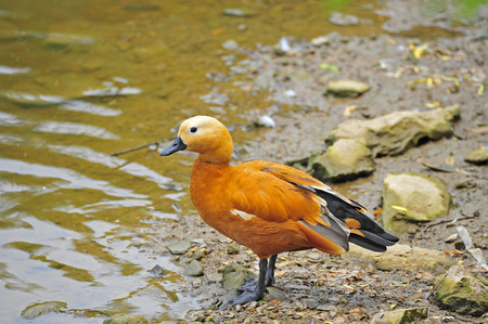 The duckの写真素材