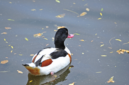 The duckの写真素材