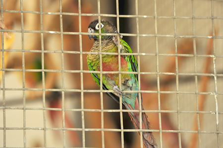 The parrotの写真素材