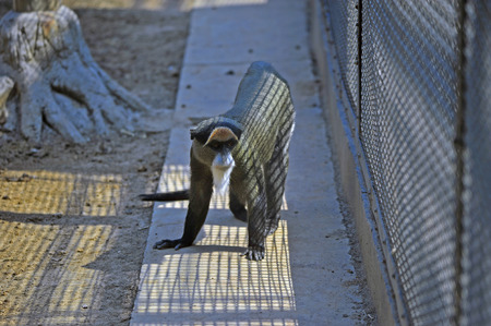 The monkey