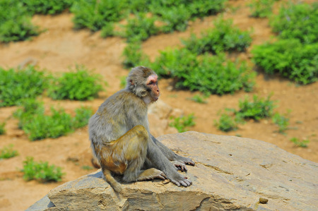 The monkey