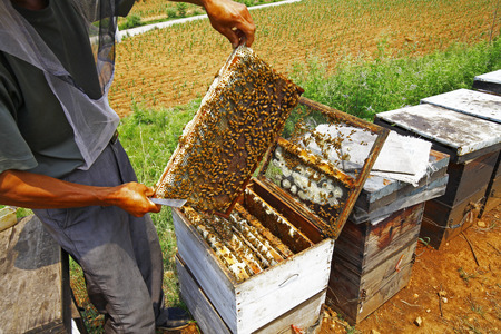 The honeycomb and the bees