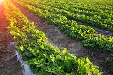 Peanut fieldsの写真素材