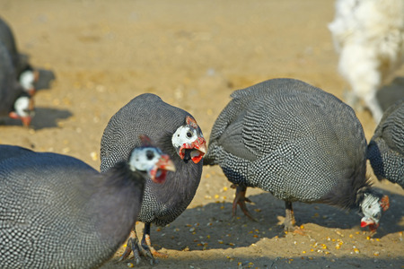 guinea fowl at the courtyard