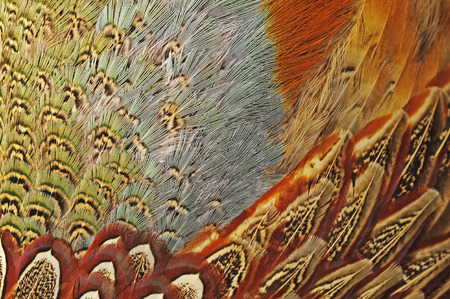 pheasant feather textureの写真素材