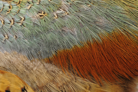 pheasant feather texture