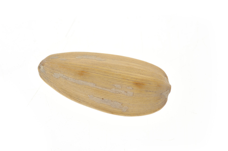 Shelled melon seedsの写真素材