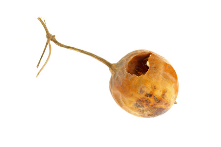 Trichosanthes kirilowii on a white backgroundの写真素材