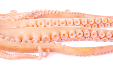 Octopus on a white backgroundの写真素材