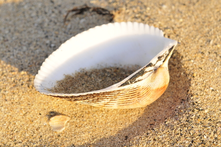 Beautiful shells on the beach
