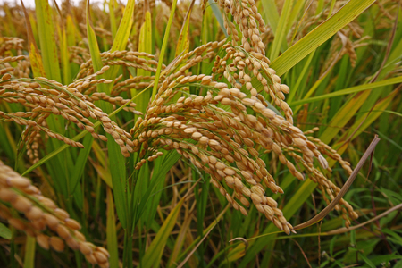 The autumn rice fieldsの写真素材