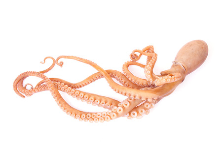 Octopus on a white backgroundの写真素材