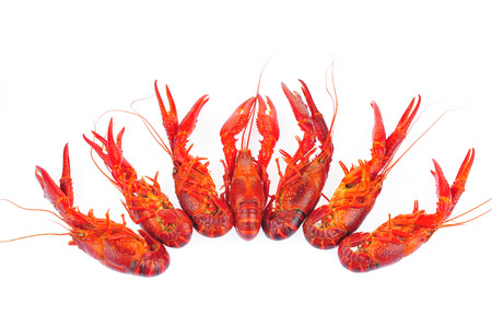 Lobster on a white backgroundの写真素材
