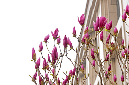 magnoliaの写真素材