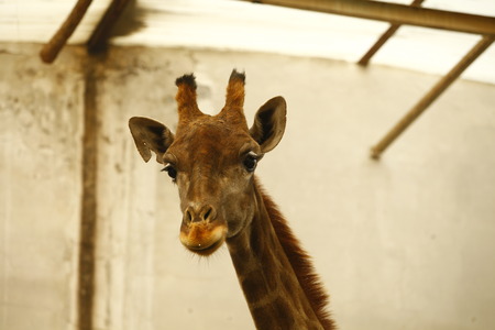 The giraffe's head featuresの写真素材