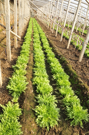 Lettuce  plantationのeditorial素材