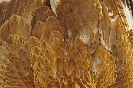 Eagle feathers