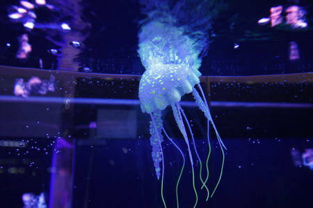 jellyfish