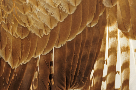 Eagle feathersの写真素材