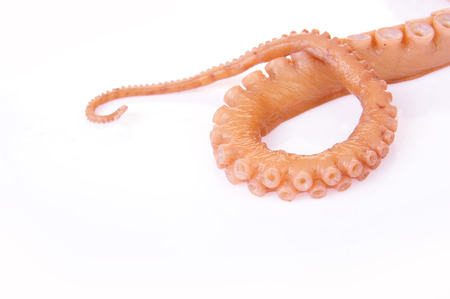 Octopus on a white backgroundの写真素材