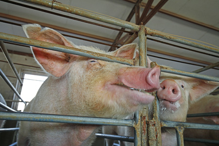 The farm pigsの写真素材