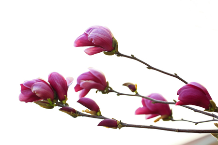Magnolia flowerの写真素材