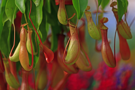 Tropical pitcher plants in the gardenの写真素材