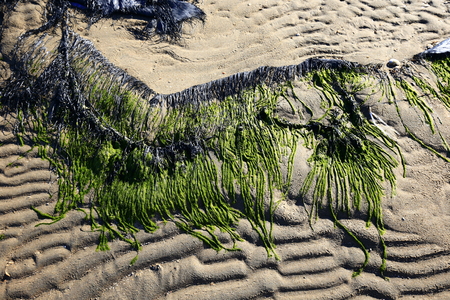 Green moss beach by the sea