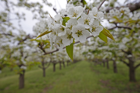 Pear flowerの写真素材