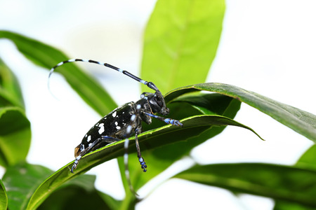 longicornの写真素材