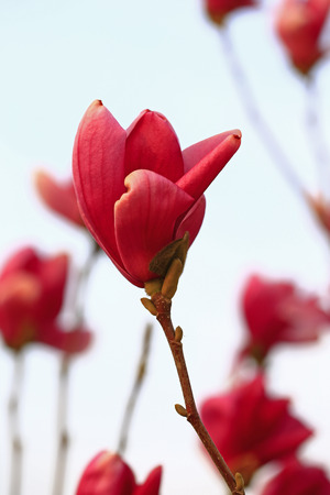 Magnolia flowerの写真素材