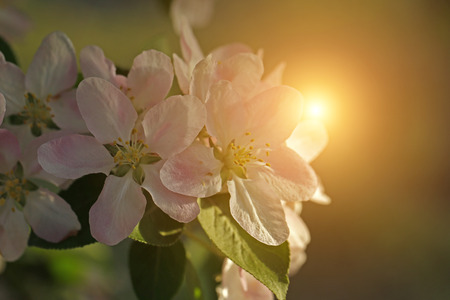 Close up view of flowerの写真素材