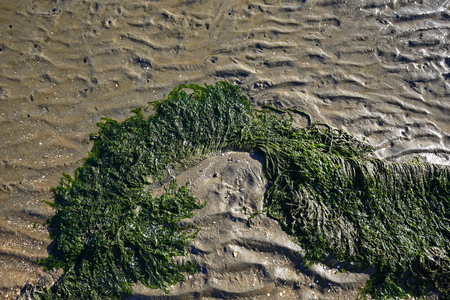 Green moss at beach
