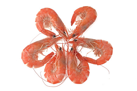shrimp on white backgroundの写真素材