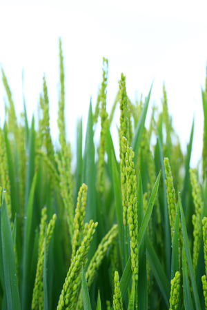 The autumn rice fieldsの写真素材