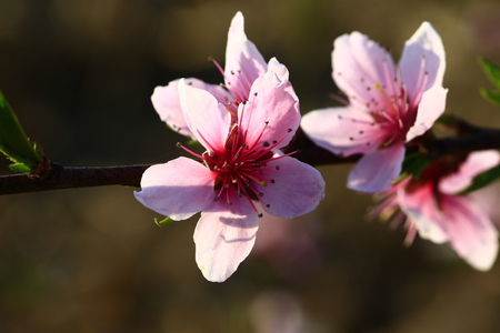 Peach blossom close up viewの写真素材