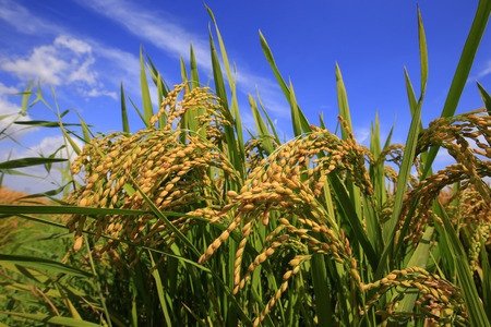 The autumn rice fields