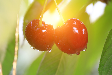 Large cherry close up view