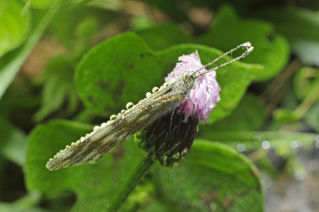 
Beautiful butterfly with glittering and translucent dewdrop の写真素材