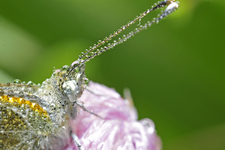 
Beautiful butterfly with glittering and translucent dewdrop の写真素材
