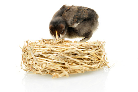 The chicken on a white background の写真素材