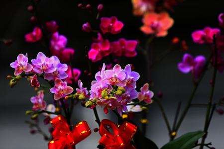 Beautiful orchids, butterfly orchid の写真素材