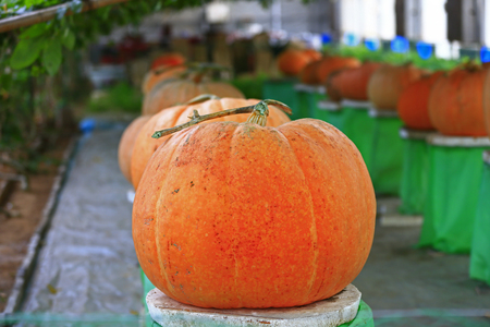 Mature orange pumpkinの写真素材