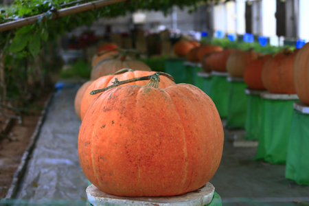 Mature orange pumpkinの写真素材