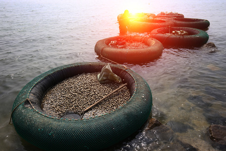 
Seafood blue clams
の写真素材