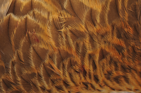 Eagle feathers 