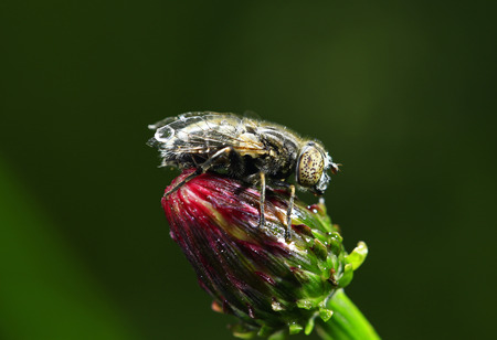 The gadfly taken in the wild