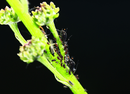 Aphids close-up