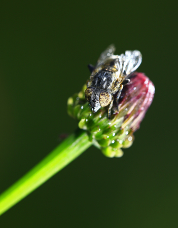The gadfly taken in the wild