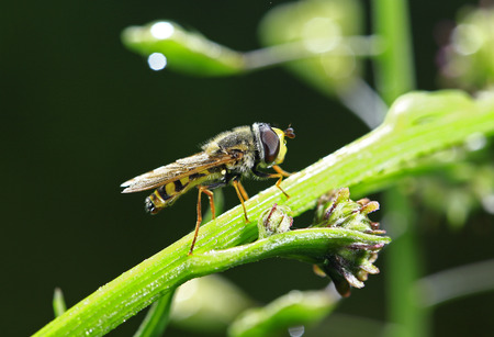 Feed aphid fly in the wild